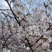 ヒメ日記 2025/04/15 10:50 投稿 ルナ Celeb Garden(セレブガーデン)