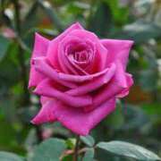 ヒメ日記 2026/01/11 10:18 投稿 ノエル Celeb Garden(セレブガーデン)