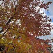 ヒメ日記 2024/12/14 10:13 投稿 あまね ミセスコレクション