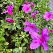 ヒメ日記 2025/02/03 10:43 投稿 あまね ミセスコレクション