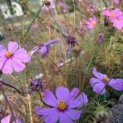 ヒメ日記 2025/03/14 10:23 投稿 あまね ミセスコレクション