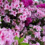 ヒメ日記 2025/03/24 10:30 投稿 あまね ミセスコレクション