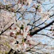 ヒメ日記 2025/03/26 10:23 投稿 あまね ミセスコレクション