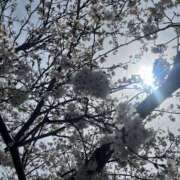 ヒメ日記 2025/04/01 16:53 投稿 あまね ミセスコレクション