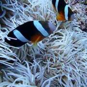 ヒメ日記 2025/05/24 10:43 投稿 あまね ミセスコレクション