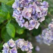 ヒメ日記 2025/06/03 10:07 投稿 あまね ミセスコレクション