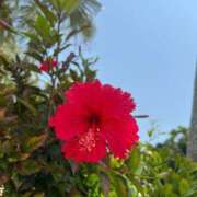 ヒメ日記 2025/06/21 10:53 投稿 あまね ミセスコレクション