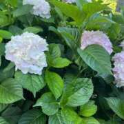 ヒメ日記 2025/06/30 10:43 投稿 あまね ミセスコレクション