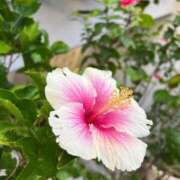 ヒメ日記 2025/07/05 10:43 投稿 あまね ミセスコレクション