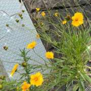 ヒメ日記 2025/07/30 10:03 投稿 あまね ミセスコレクション