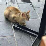 ヒメ日記 2025/08/19 11:23 投稿 あまね ミセスコレクション