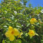 ヒメ日記 2025/09/02 09:23 投稿 あまね ミセスコレクション