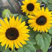 ヒメ日記 2025/09/05 11:03 投稿 あまね ミセスコレクション