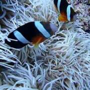 ヒメ日記 2025/10/13 10:33 投稿 あまね ミセスコレクション