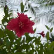 ヒメ日記 2025/10/17 09:23 投稿 あまね ミセスコレクション