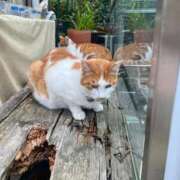 ヒメ日記 2025/11/17 10:08 投稿 あまね ミセスコレクション