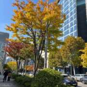 ヒメ日記 2025/11/19 10:17 投稿 あまね ミセスコレクション