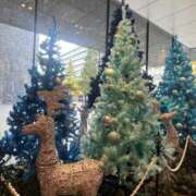 ヒメ日記 2025/12/20 10:30 投稿 あまね ミセスコレクション