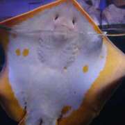 ヒメ日記 2024/12/15 13:53 投稿 みお ミセスコレクション