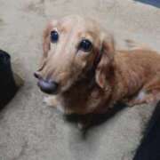 ヒメ日記 2024/12/31 04:33 投稿 みお ミセスコレクション