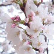 ヒメ日記 2025/03/31 09:33 投稿 みお ミセスコレクション