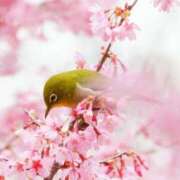 ヒメ日記 2025/04/04 02:23 投稿 みお ミセスコレクション