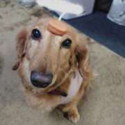 ヒメ日記 2025/04/08 10:43 投稿 みお ミセスコレクション