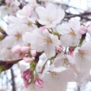 ヒメ日記 2025/04/21 11:33 投稿 みお ミセスコレクション