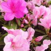 ヒメ日記 2025/04/24 11:44 投稿 みお ミセスコレクション