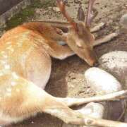 ヒメ日記 2025/06/17 02:03 投稿 みお ミセスコレクション