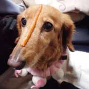 ヒメ日記 2025/08/23 01:13 投稿 みお ミセスコレクション