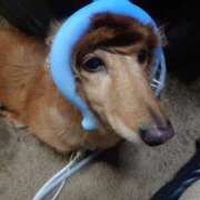 ヒメ日記 2025/09/09 00:17 投稿 みお ミセスコレクション