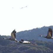 ヒメ日記 2026/01/08 04:13 投稿 みお ミセスコレクション