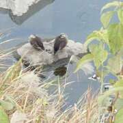 ヒメ日記 2026/01/14 04:03 投稿 みお ミセスコレクション