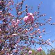 ヒメ日記 2026/04/14 13:33 投稿 りこ ミセスコレクション