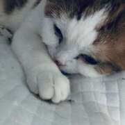 ヒメ日記 2025/08/17 03:15 投稿 なごみ AVANCE福岡