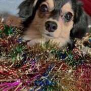 ヒメ日記 2025/12/16 12:32 投稿 なごみ AVANCE福岡