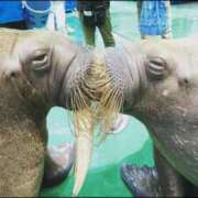 ヒメ日記 2025/12/26 01:00 投稿 なごみ AVANCE福岡