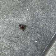 ヒメ日記 2025/08/24 12:48 投稿 羽田野いろは 性感回春アロマSPA金沢店