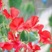 夏川 Ｓ様イメージプレーお礼です。 人妻最後の砦 小岩店