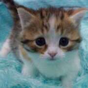 ヒメ日記 2025/10/15 17:02 投稿 かおる 梅田アバンチュール