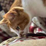 ヒメ日記 2025/02/22 22:10 投稿 白鳥麗子 プレジデントクラブ