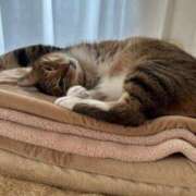 ヒメ日記 2025/03/15 09:31 投稿 白鳥麗子 プレジデントクラブ