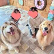 ヒメ日記 2025/04/18 06:47 投稿 白鳥麗子 プレジデントクラブ