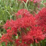 ヒメ日記 2025/10/16 20:16 投稿 りみ 僕らのぽっちゃリーノin越谷