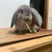 ななか 出勤ですʕ•ᴥ•ʔ ぷるりんクエスト上野浅草鶯谷秋葉原デリヘル王国