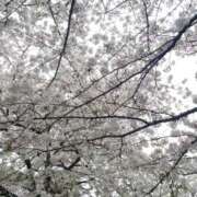 ヒメ日記 2025/04/09 17:10 投稿 逢坂(おうさか) モアグループ西川口人妻城