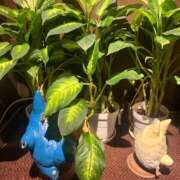 ヒメ日記 2025/11/30 11:46 投稿 ポプラ AMOUR（アムール）