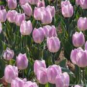 ヒメ日記 2025/08/01 14:19 投稿 まりも 多治見・土岐・春日井ちゃんこ