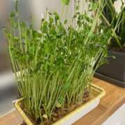 ヒメ日記 2025/01/24 13:04 投稿 みさき モアグループ春日部人妻城